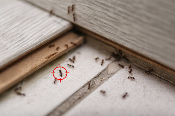 Best Wildlife Control Services  in Leesburg, VA