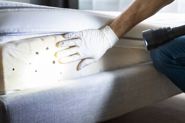 Best Pest Control Near Me in Leesburg, VA